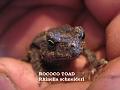 Bufo paracnemis - Rhinella schneideri 03